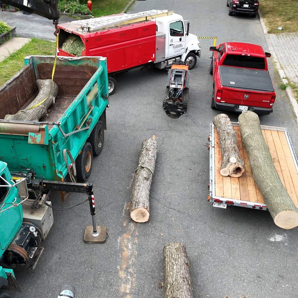 Abattage d arbre Longueuil