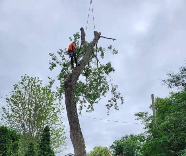 Arboriculture Longueuil