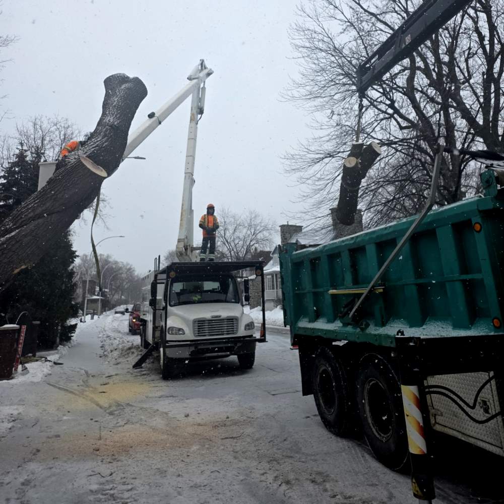 Arboriculture Longueuil