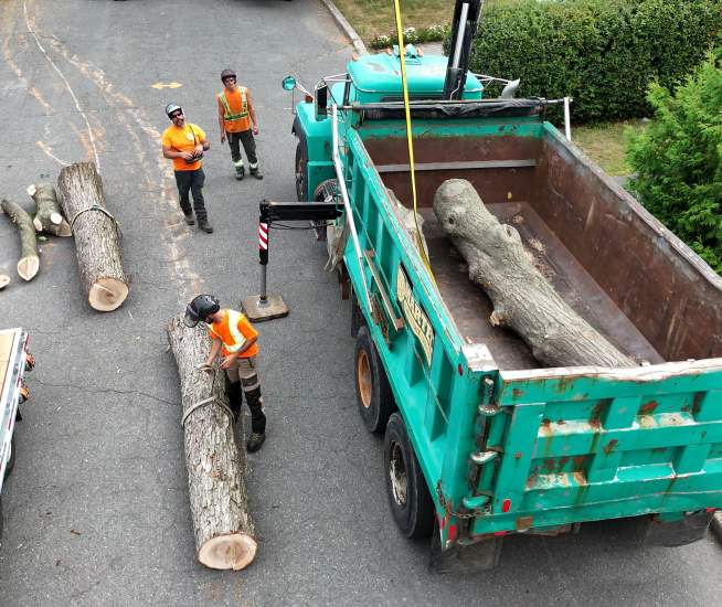 Élagage Boucherville