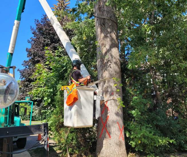 Élagage Boucherville