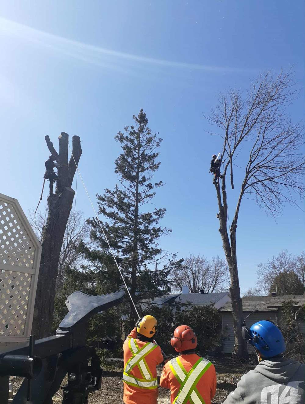 Élagage Boucherville