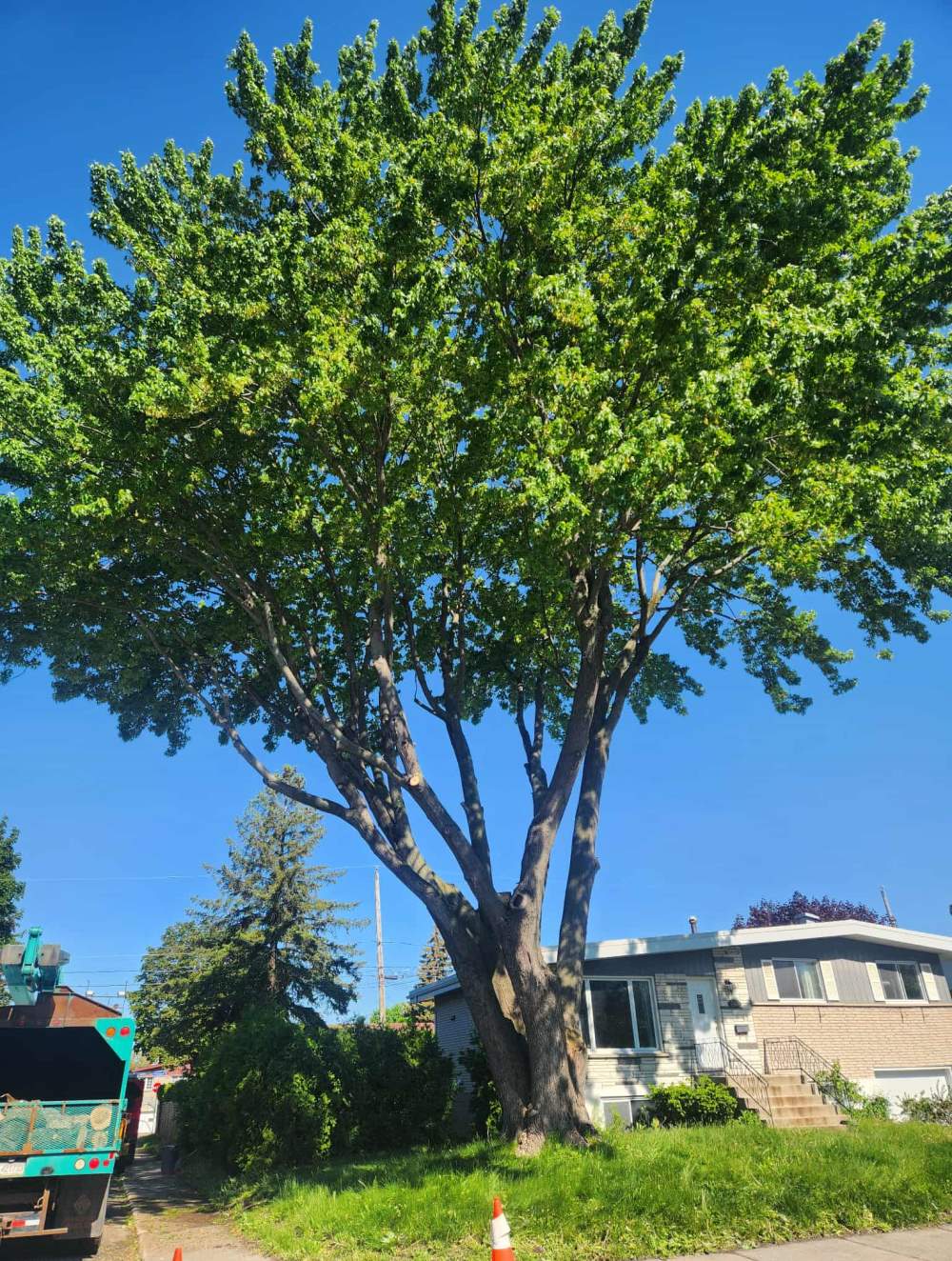 Élagage Boucherville