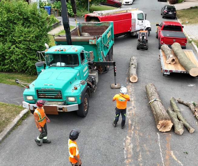 Élagage Boucherville