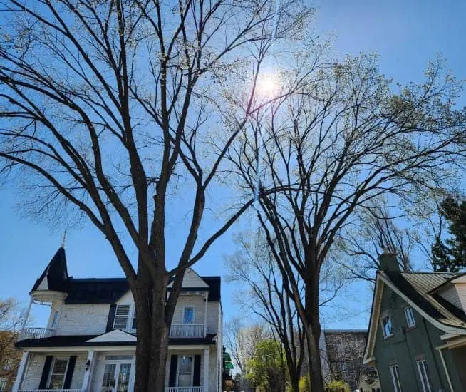 Élagage Longueuil