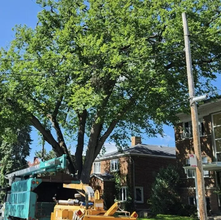 Élagage Longueuil