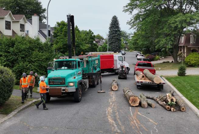 Émondage Longueuil