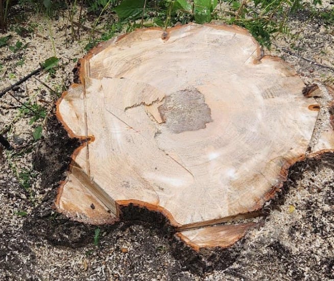 Essouchage Longueuil