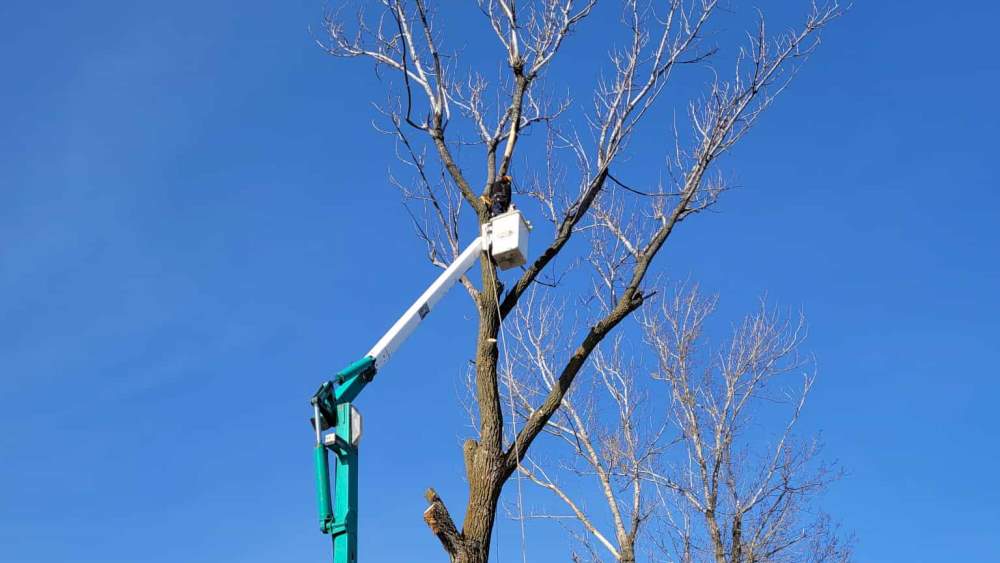 Réalisation de Clavette Émondage
