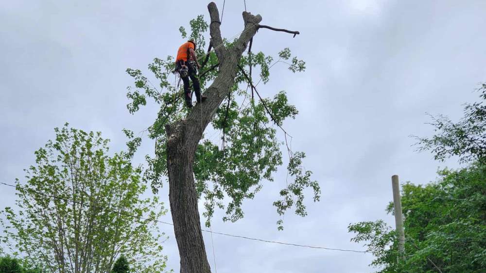 Réalisation de Clavette Émondage