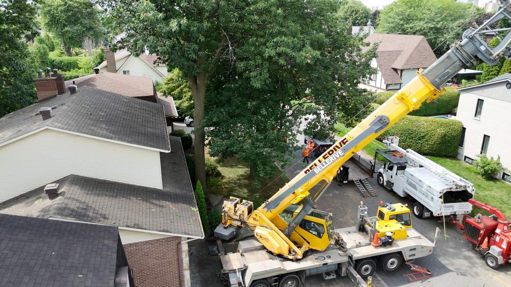 Réalisation de Clavette Émondage