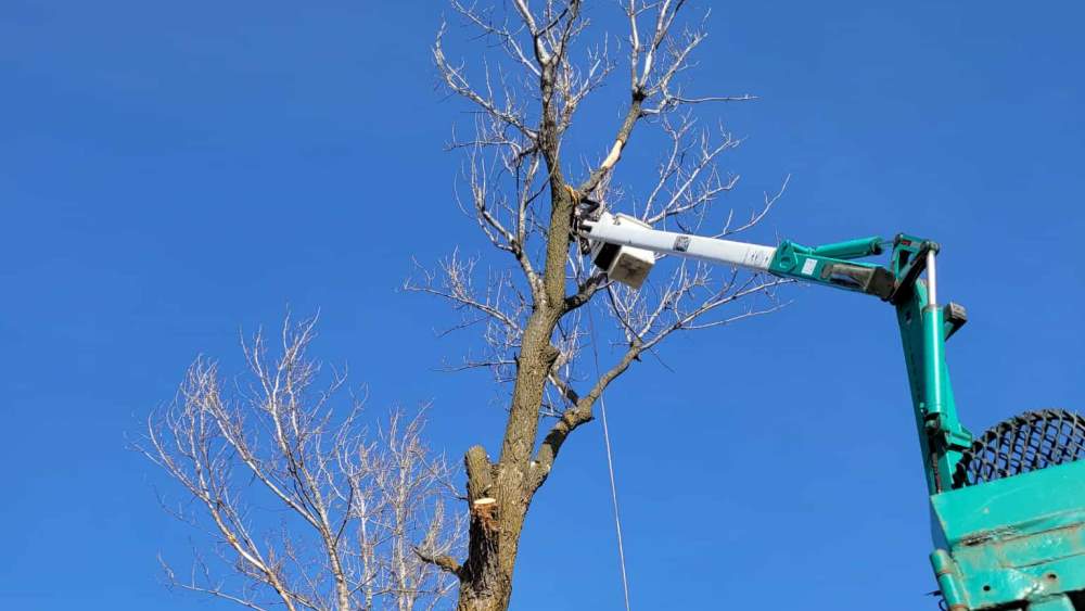 Réalisation de Clavette Émondage