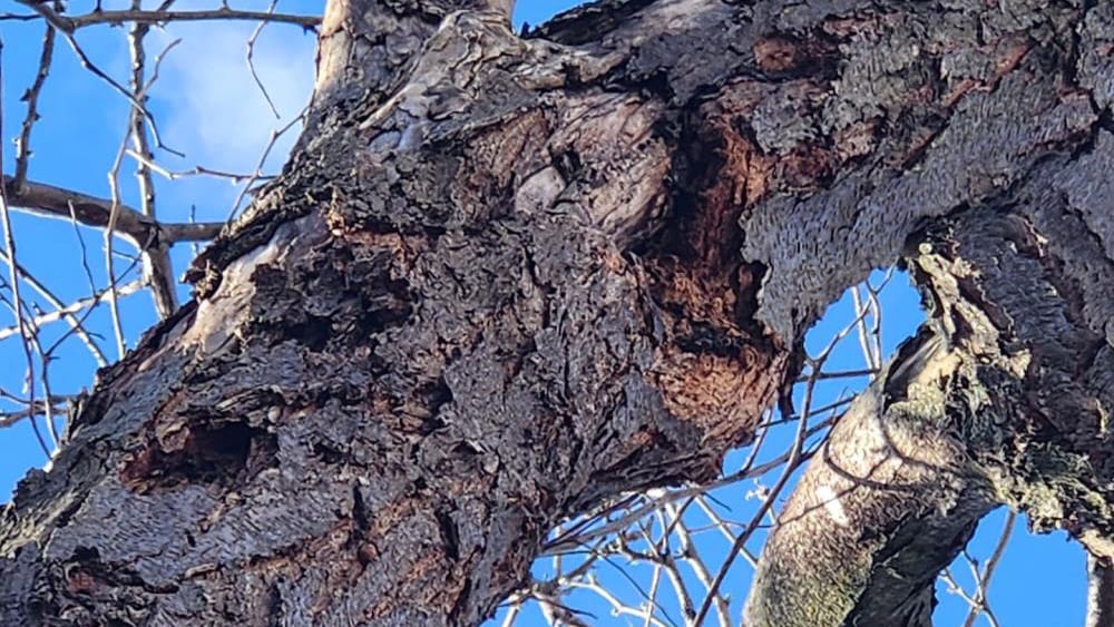 Réalisation de Clavette Émondage