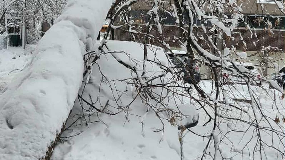 Réalisation de Clavette Émondage