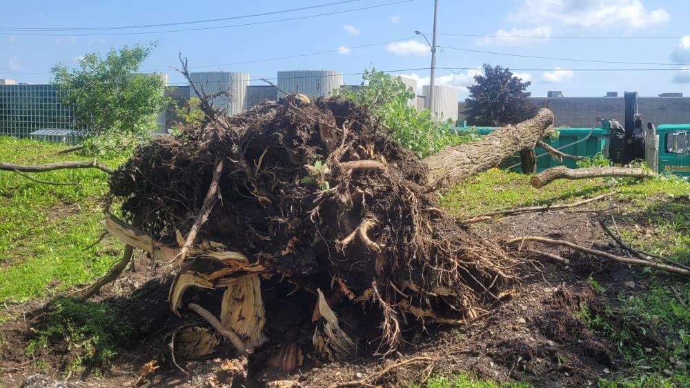 Réalisation de Clavette Émondage