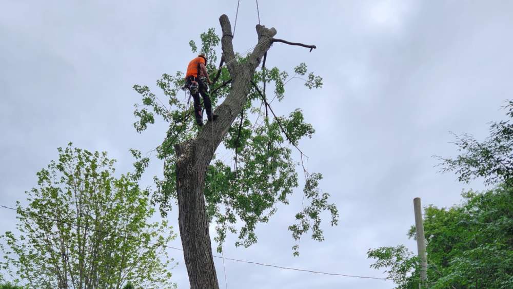 Réalisation de Clavette Émondage