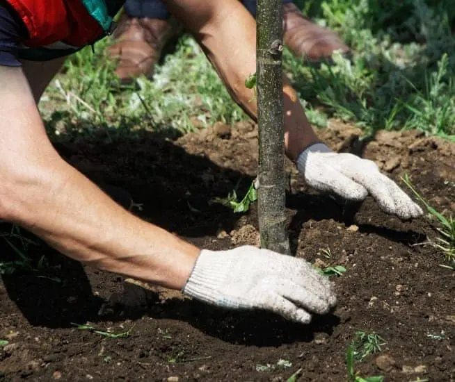 Plantation d arbres Longueuil