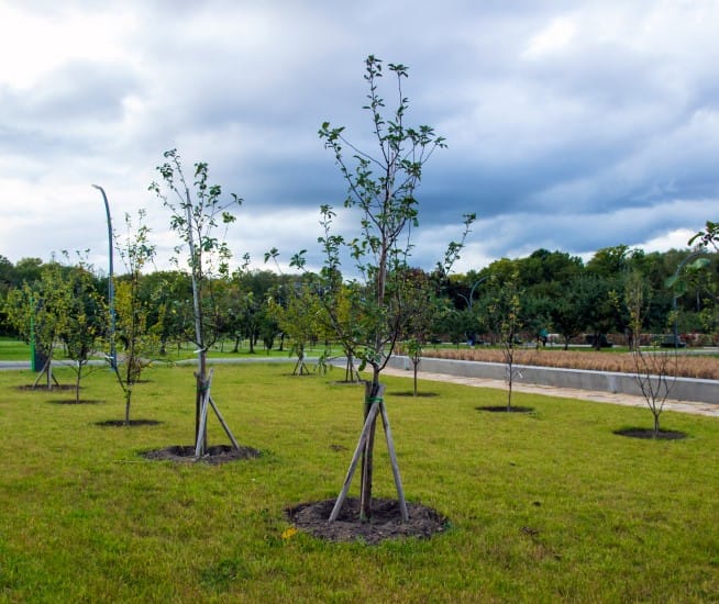 Plantation d arbres Longueuil