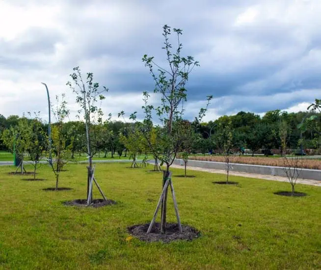 Plantation d arbres Longueuil
