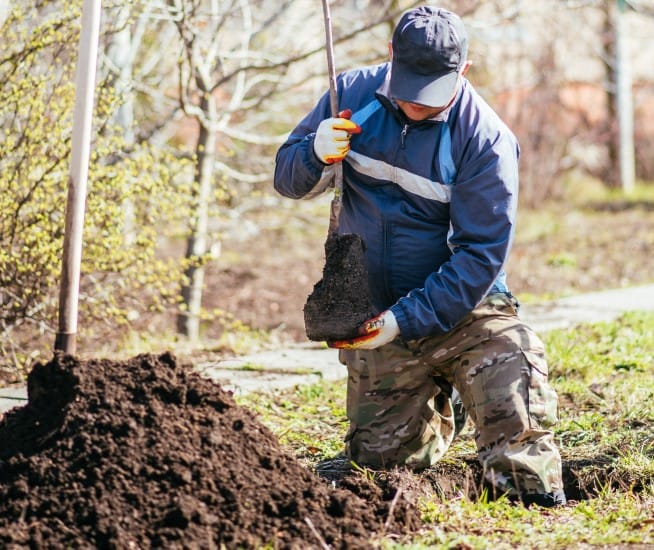 Plantation d arbres Longueuil