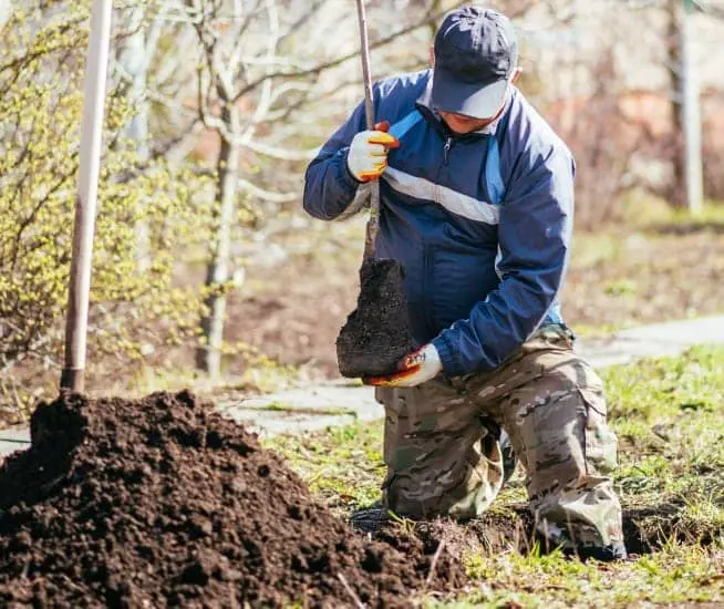 Plantation d arbres Longueuil