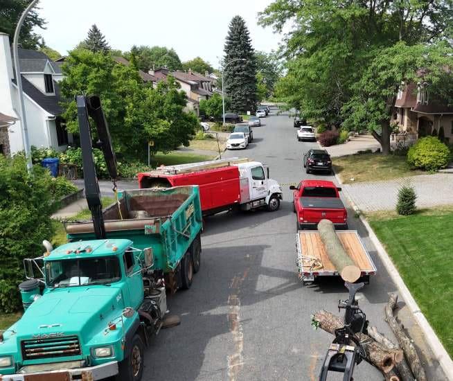 Élagage Saint-Bruno