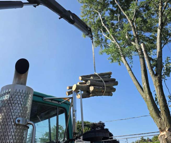 Élagage Saint-Bruno