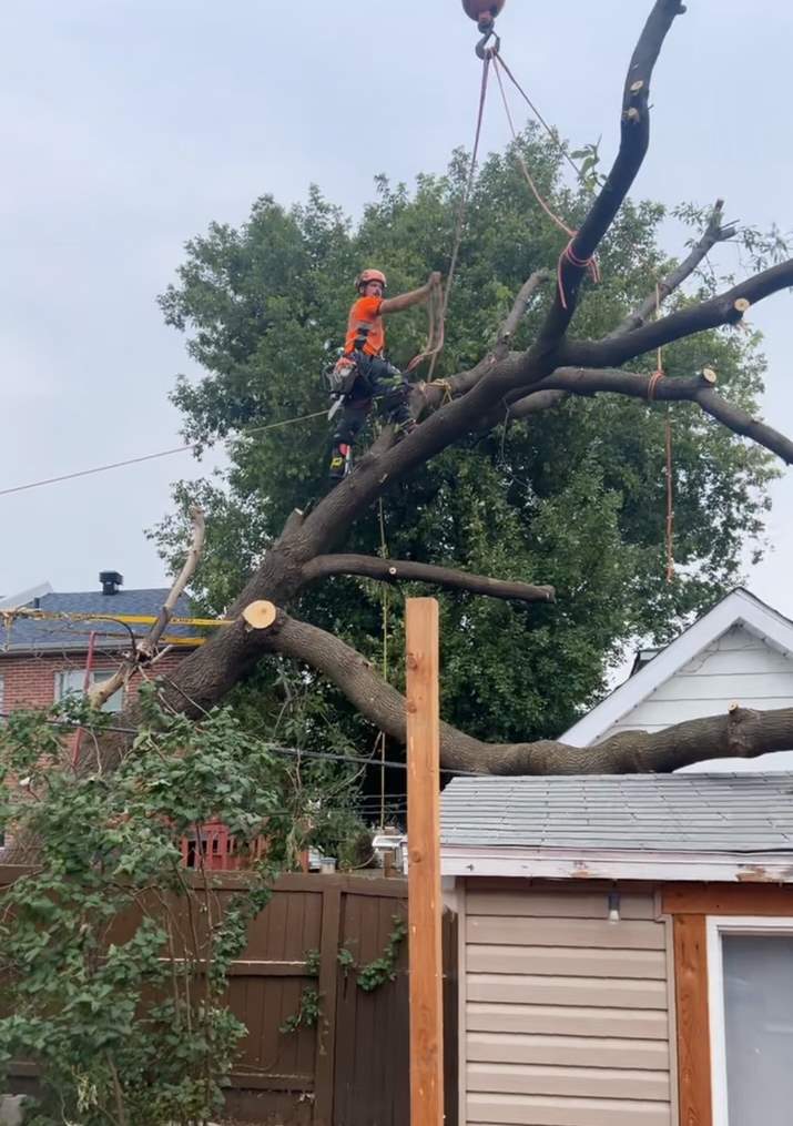 Élagage Saint-Bruno