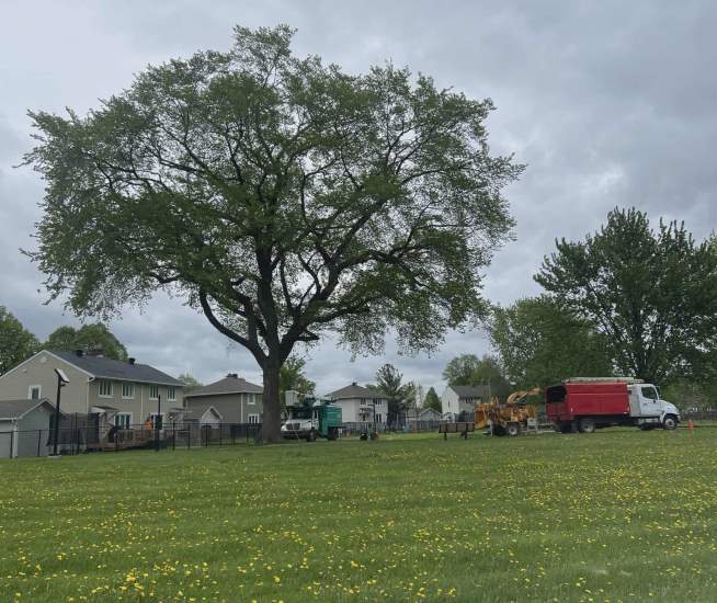 Élagage Saint-Bruno